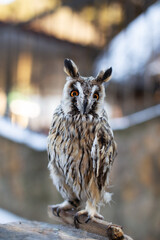 Owl close-up on the background of the city
