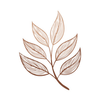 Botanical drawing of a foliage sprig with detailed line work in brown for decorative design elements
