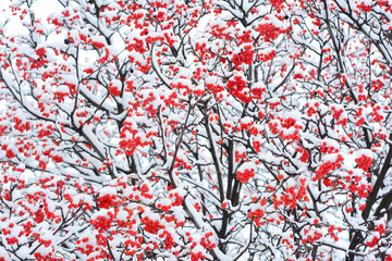 Rowan berries covered with snow textured background