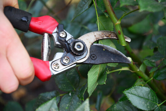 Pruning rose stems before winter