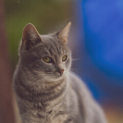 portrait of grey cat 