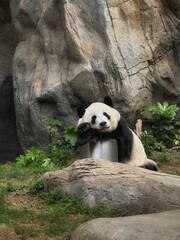 giant panda eating bamboo