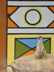 meerkat on the lookout
