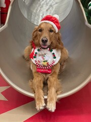 dog in christmas hat