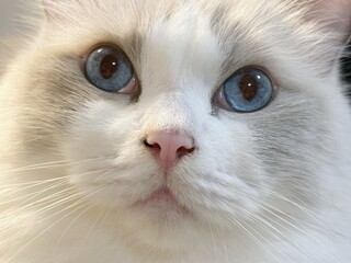 close up portrait of a cat