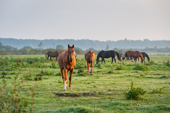Horses grazing on green meadow at sunrise in morning fog. Rural farm landscape.
