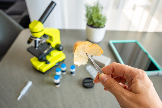 A person holds an onion peel with tweezers before examining it under a microscope, with more scientific supplies on the table. Concept of science education and home experiments for kids - Powered by Adobe