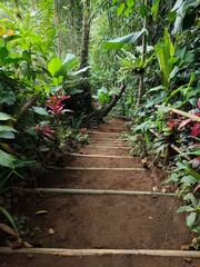 Stairs path in the forest