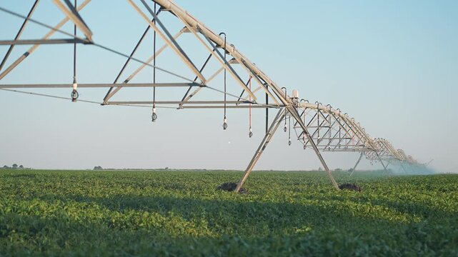 Plantation field watered by irrigation system. Agriculture uses irrigation for crop care. Plantation moisture maintained by precise irrigation. Wide plantation land supported smart irrigation farming