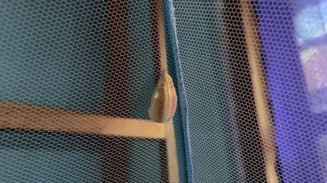 A close-up macro shot of a praying mantis ootheca attached to a window mosquito net, showing its organic texture and natural form.