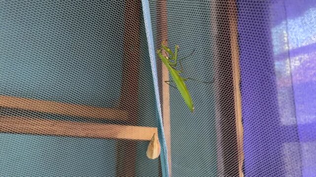 A green praying mantis beside its ootheca on a mosquito net, a rare indoor moment showing insect behavior and lifecycle.