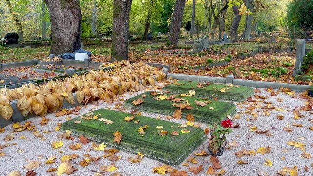 Autumn cemetery scene with moss-covered grave slabs, fallen yellow leaves and withered hosta plants