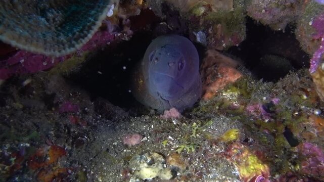 yellow-edged moray eel