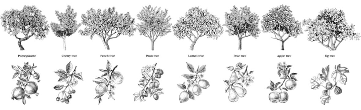 Set of fruit trees with close up branches