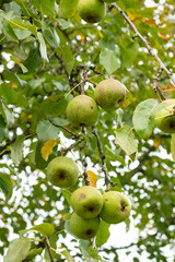 Organic Green Pears on a Tree with Lush Leaves
