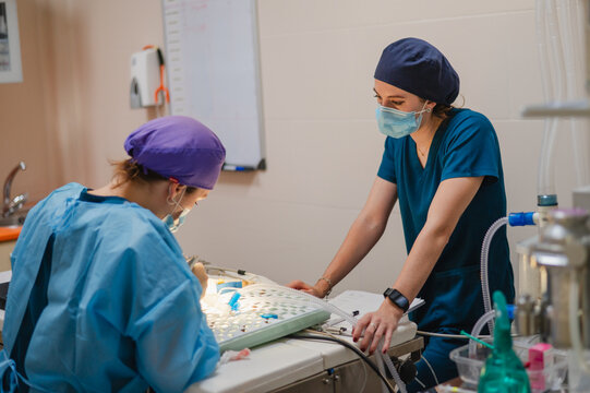 Veterinary surgeons performing animal surgery in clinic