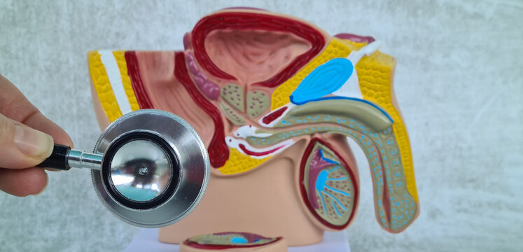 Male Reproductive System Anatomy Model With Stethoscope