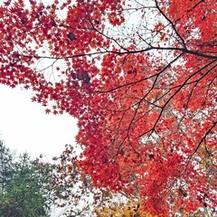 Fototapeta premium red maple leaves