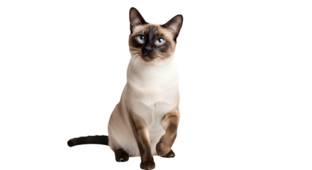 Elegant siamese cat sitting gracefully with striking blue eyes