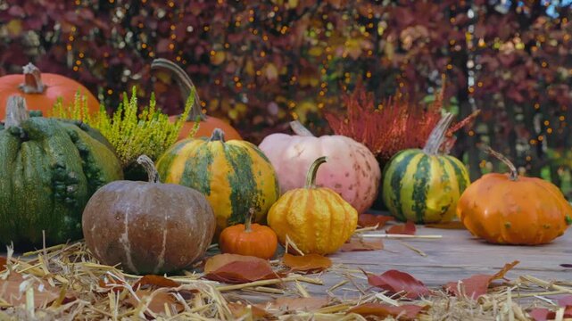 Thanksgiving Pumpkin Display &ndash; Handheld Shot