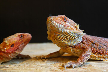 Closeup of Amazing Bearded Dragon's Lifting Up Head's Side View