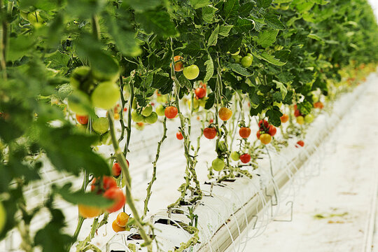 Rows of Ripe and Unripe Tomatoes Growing Hydroponically in Modern Greenhouse