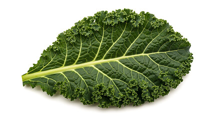 Single Fresh Green Curly Kale Leaf Isolated on White Background Detail