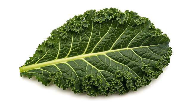 Single Fresh Green Curly Kale Leaf Isolated on White Background Detail