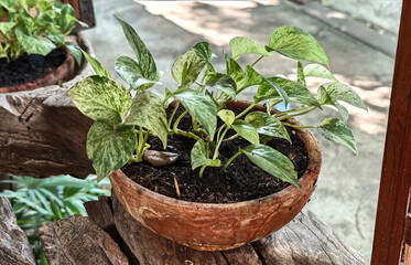 Potted ivy plant on a wooden floor