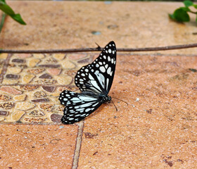 A butterfly lies dead on the ground.