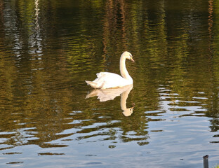 White swan in the pond