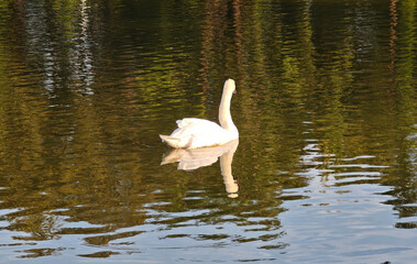 Naklejka premium White swan in the pond