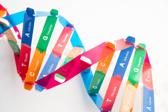 DNA molecule spiral structure model isolated on white background, chromosome and gene chemical science biology.