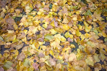 Close-up view of wet yellow autumn leaves lying on the soil surface, ideal as a textured background with Copy Space.