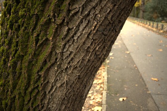 Detailed close-up of a moss-covered tree trunk in natural condition, suitable as a textured background.