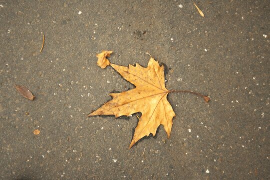 Close-up of one fallen autumn leaf on concrete, minimalistic background with Copy Space. - Powered by Adobe