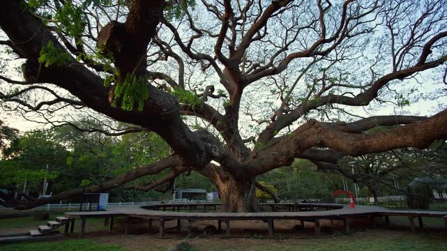 Giant monkey pod tree in Kanchanaburi, Thailand.
