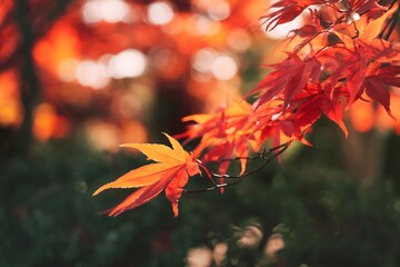 Autumn leaves background