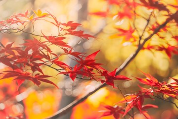Red autumn leaves