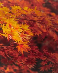 Autumn leaves background