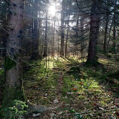 Morning in the woods