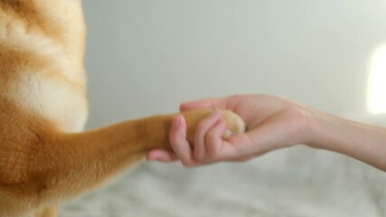Unconditional friendship concept with human holding cute shiba inu dog paw, symbolizing connection, loyalty, trust, companionship between person, their beloved furry animal. Human hand holding dog paw