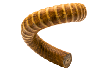 Twisted brown horn of a wild antelope with textured ridges isolated on a transparent background