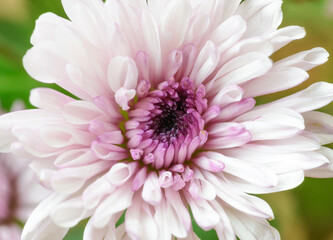 Close-up of delicate pink flower with intricate petals.