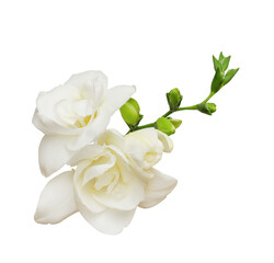 Fototapeta premium Rosette of freesia flowers and buds isolated on white or transparent background