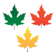 Three vibrant maple leaves in green red and yellow representing autumn s colorful transformation