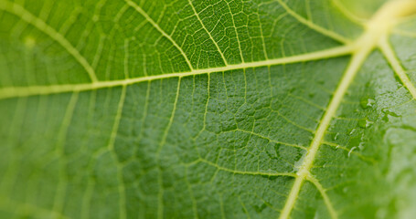 Environment, closeup and leaf of plant in nature for texture, ecology or water drops. Sustainability, eco friendly and botany with macro of dew on foliage in forest for horticulture and condensation