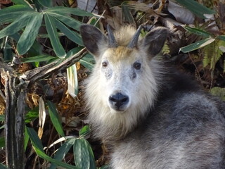 ニホンカモシカ
