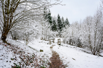 winter landscape with snow