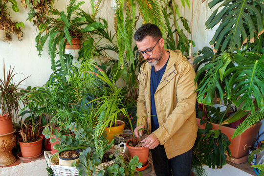 Man in glasses tending to potted plants on a green balcony, engaging in home gardening hobby